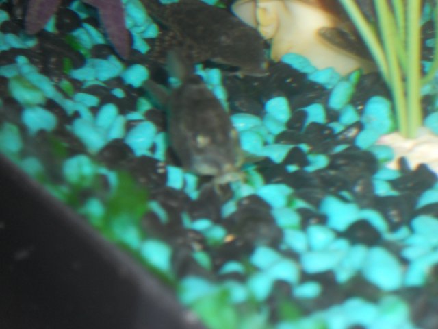 fish 026.JPG