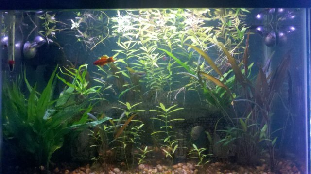 20g.jpg