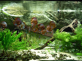270px-Symphysodon.jpg 270px-Symphysodon.jpg