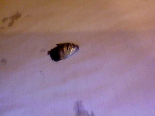 Photo on 2011-05-25 at 14.42.jpg