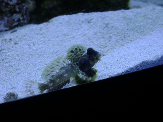 saltwater tank 153.JPG