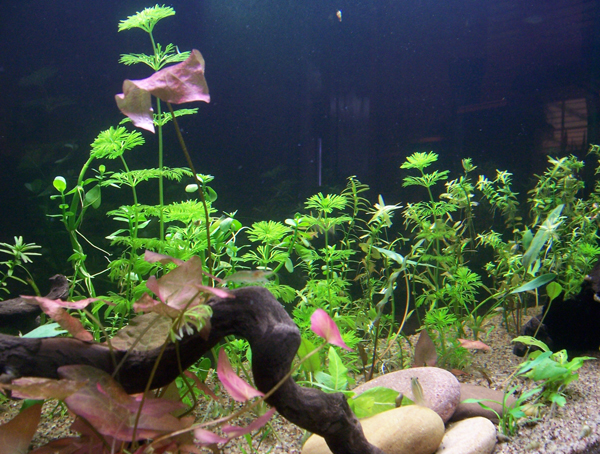 15_limnophila2.jpg