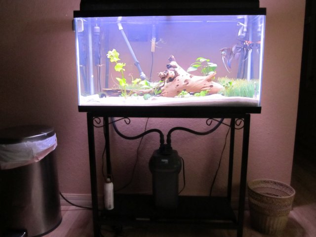 38 gallon2.jpg