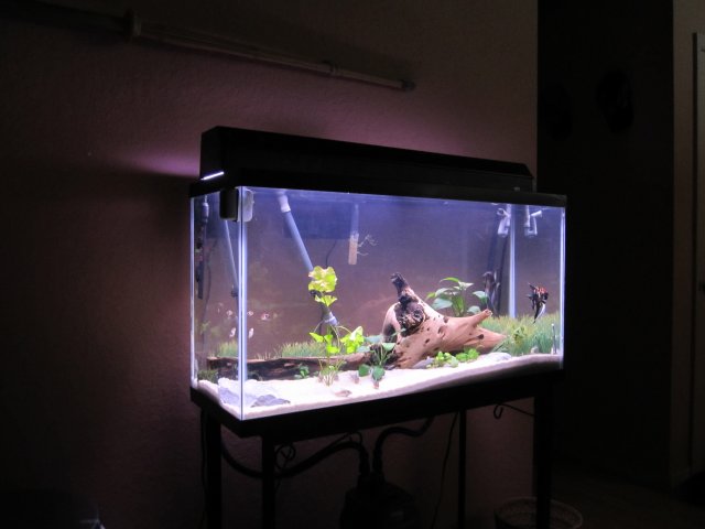 38 gallon4.jpg