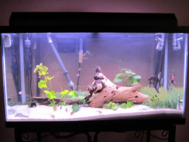 38 gallon3.jpg