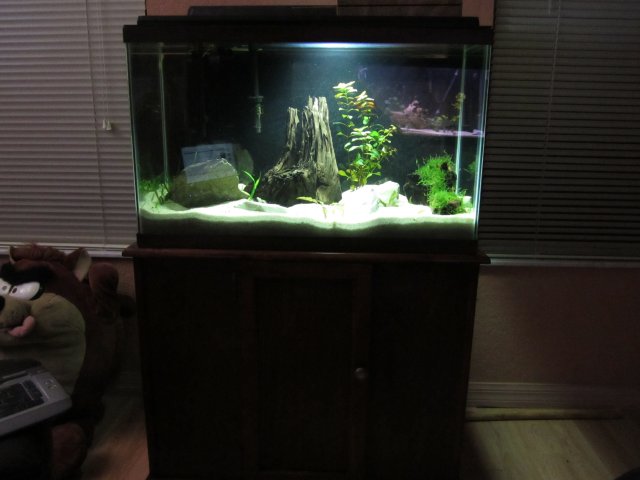 29 gallon1.jpg