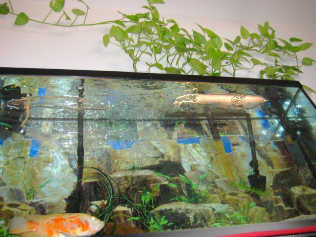 AQUA PLASTIC2 004.JPG