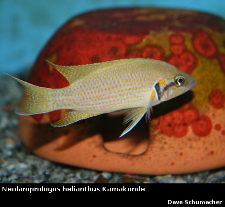 Neolamprologus%20helianthus%20Kamakonde.jpg