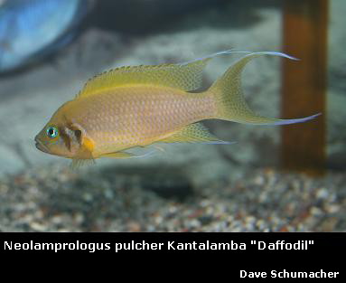 Neolamprologus%20pulcher%20Kantalamba.jpg