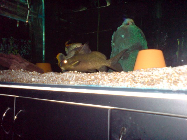 catfish.jpg