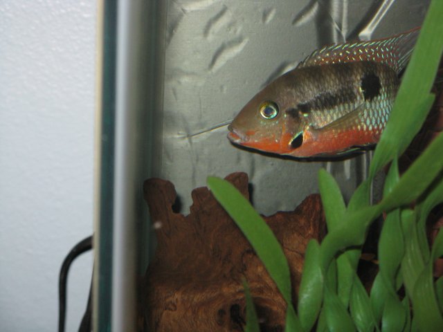 Father guarding Eggs 3.jpg
