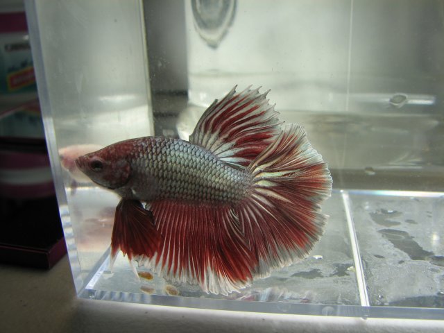 red_copper.1.jpg red_copper.1.jpg