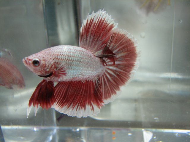 red5.1.jpg red5.1.jpg