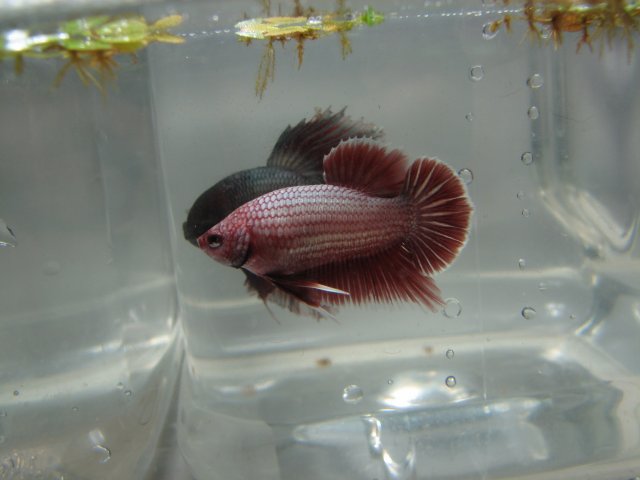 red.2.jpg