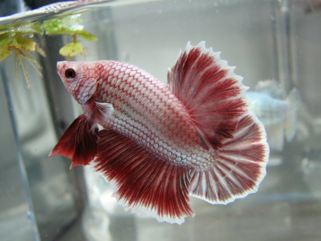 red.3.jpg