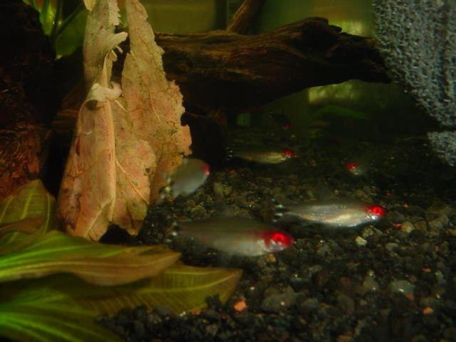 mavica shots 53011 rummy shot.jpg