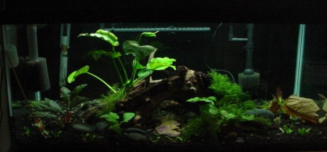 Mavica 40 tank 531 b crop.jpg