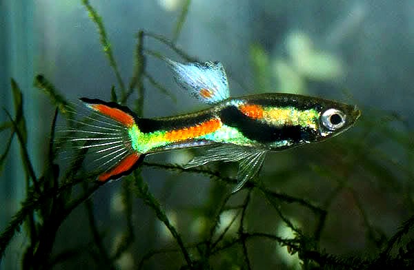 Ender  1 -N class.jpg