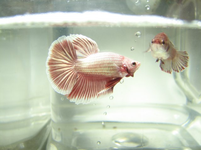 red.4.jpg