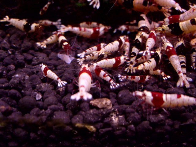 crs & cbs young 032.JPG crs & cbs young 032.JPG