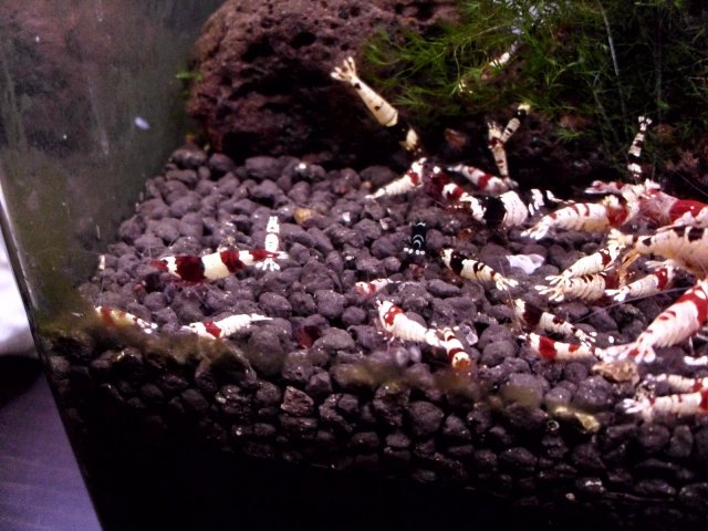 crs & cbs young 028.JPG crs & cbs young 028.JPG