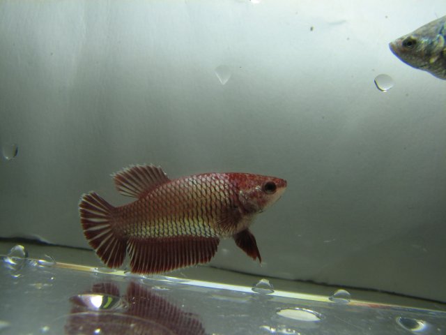 redcopper_female.jpg