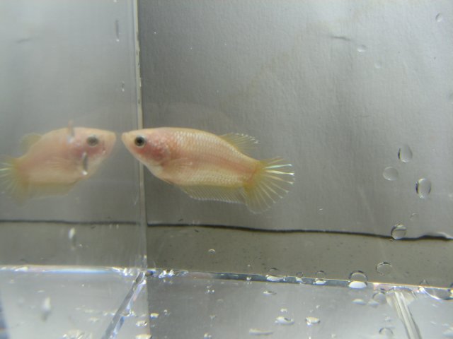 cellophane_female1.jpg