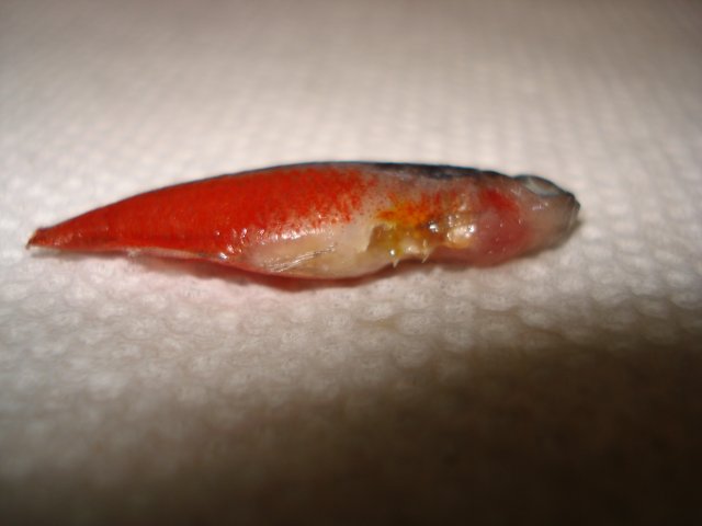 DSC03219.JPG