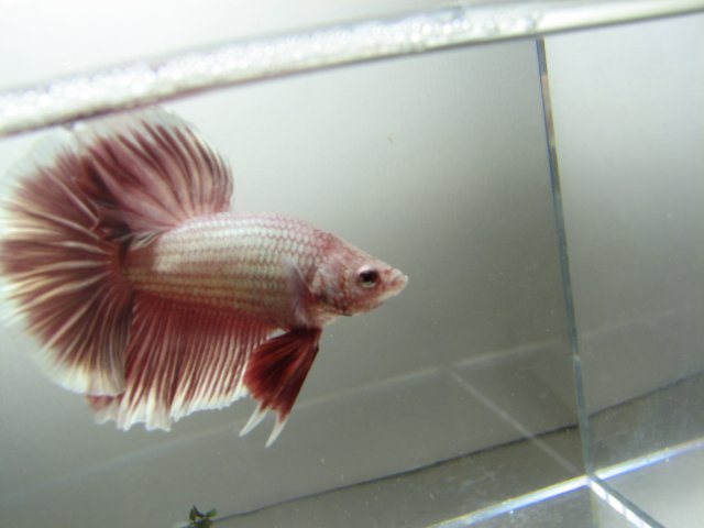 redbutterfly2.jpg
