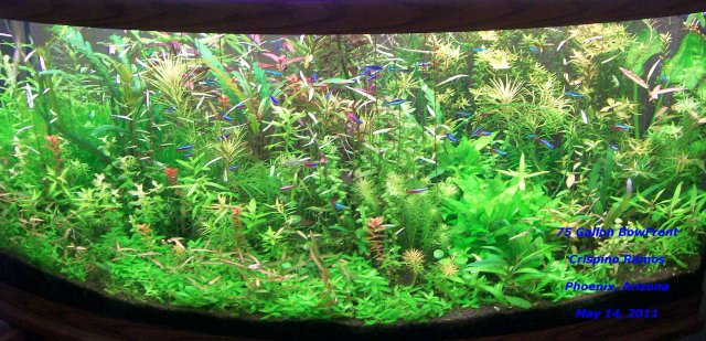 75 Gallon Bow Front 5-14-11.jpg