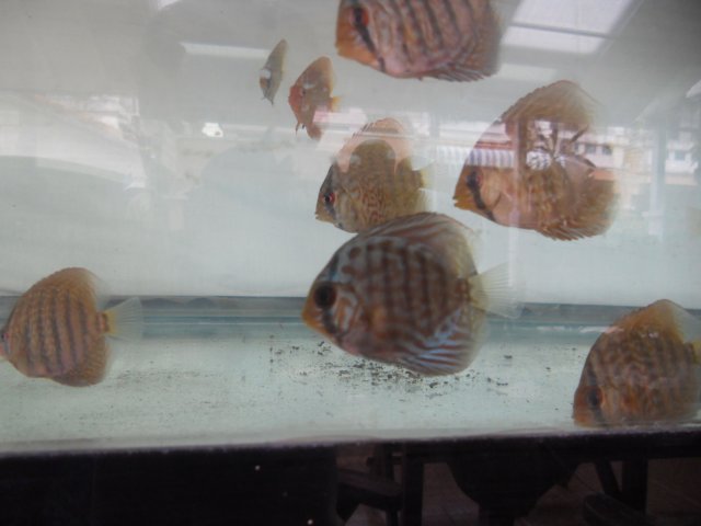 DSCN3419.jpg DSCN3419.jpg