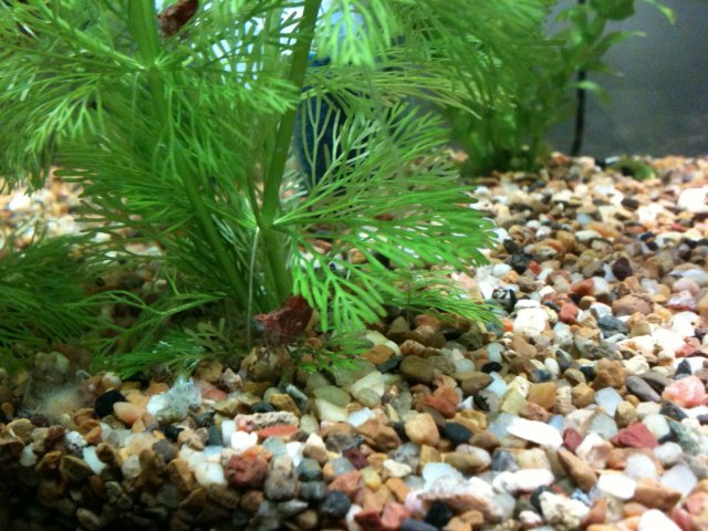 aquarium 003.jpg
