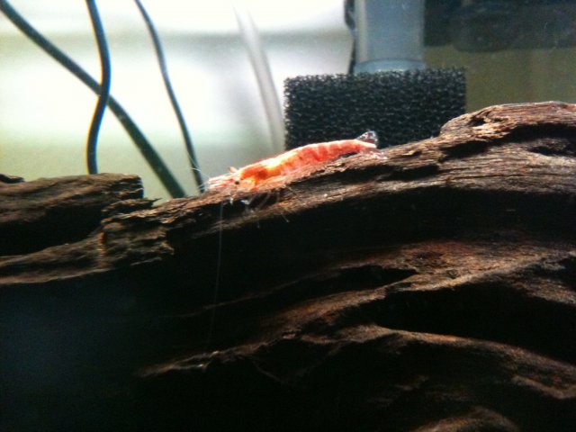 aquarium 002.jpg