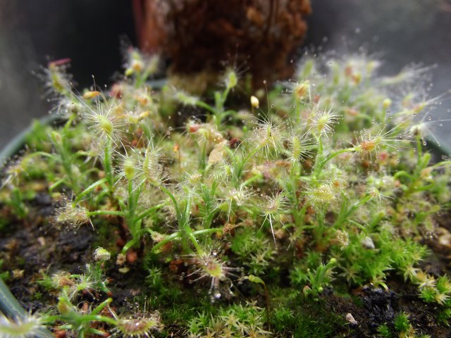 scorp_babies.JPG