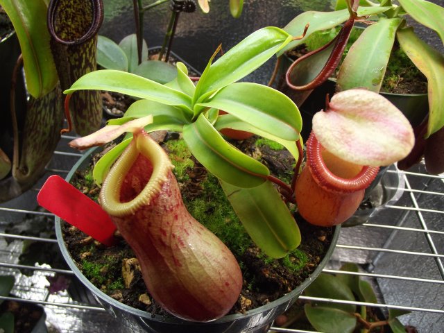 ventricosa.JPG