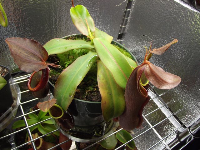 sanguinea.JPG