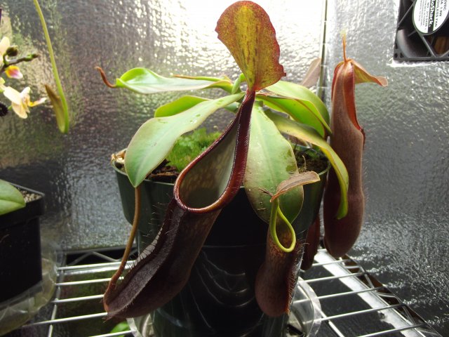sanguinea2.JPG