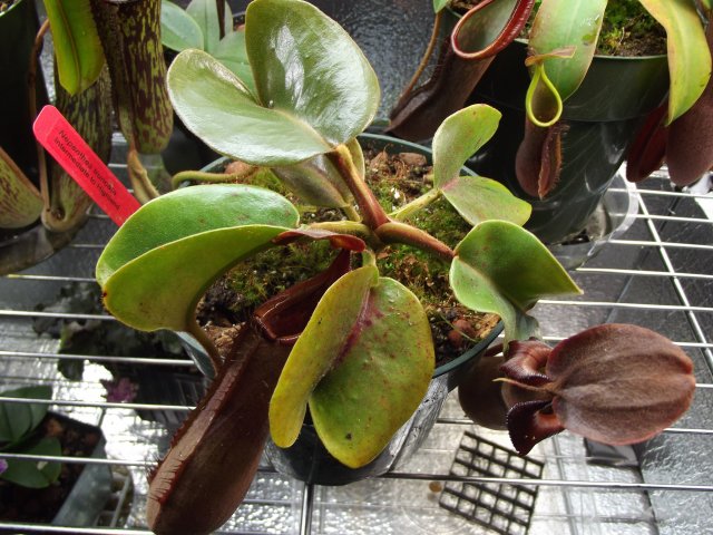 truncata.JPG