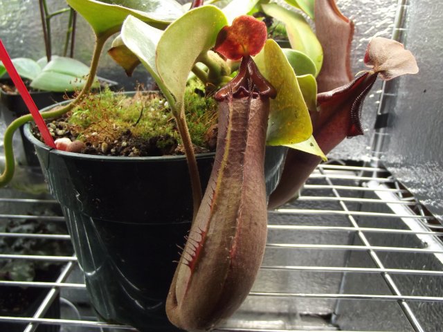 truncata_oldpit.JPG
