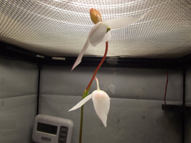 heli_flower.JPG