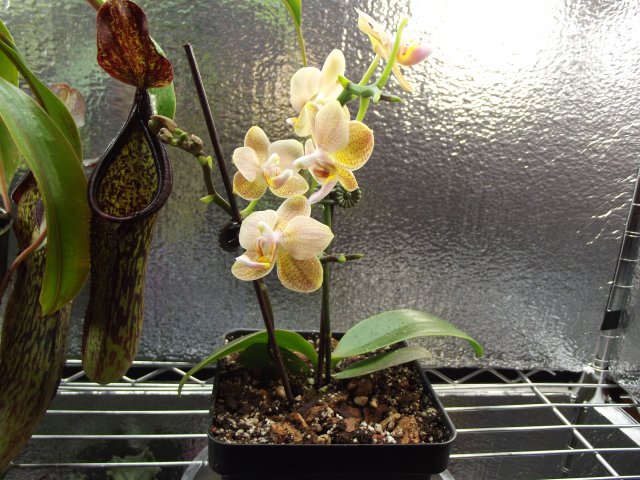 phal.JPG