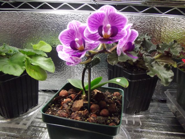 orchid.JPG