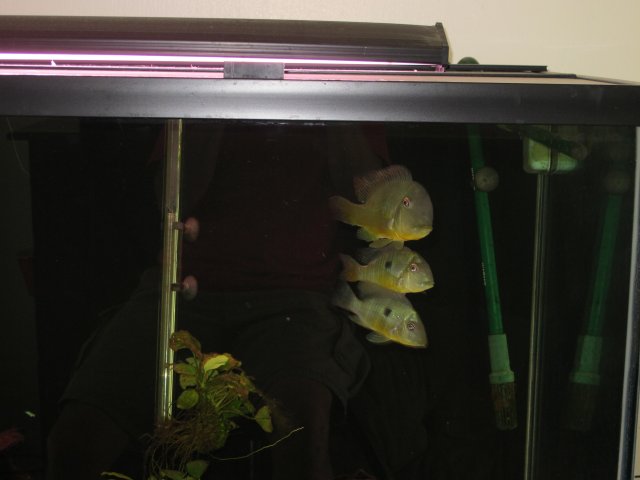 Fish 6-14-2011 068.jpg Fish 6-14-2011 068.jpg