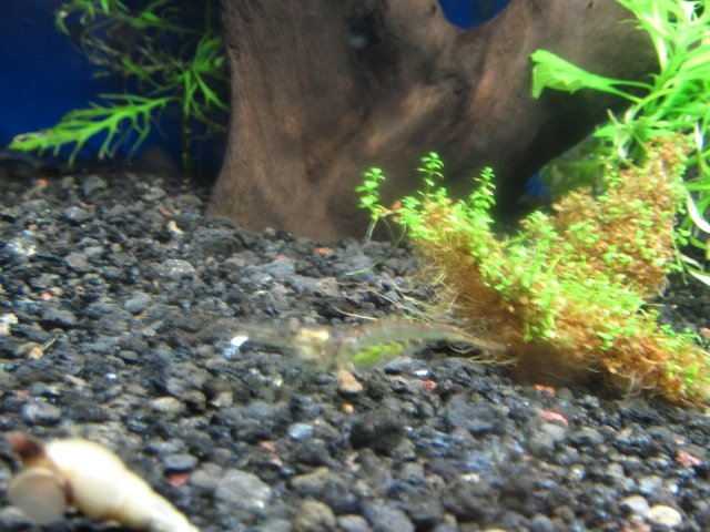 IMG_0070.JPG IMG_0070.JPG