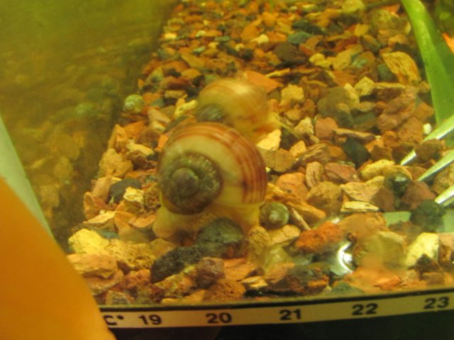 snail for sale 1.JPG