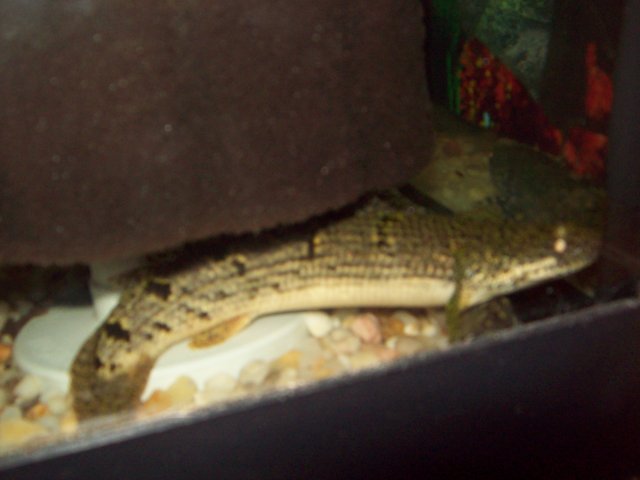 MY PICS 028.JPG