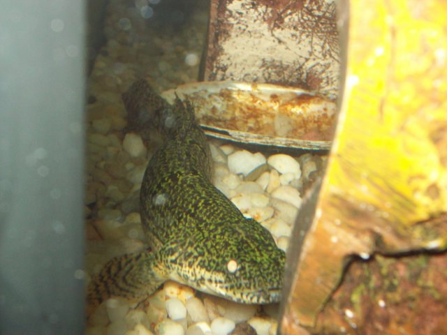 MY PICS 036.JPG