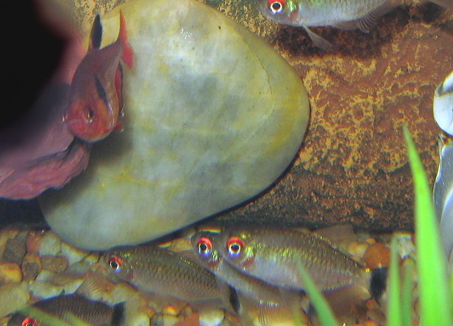 625tetras1.jpg