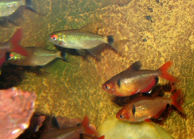 625tetras3.jpg