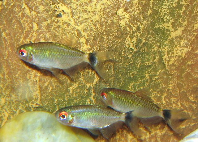 625tetras2.jpg